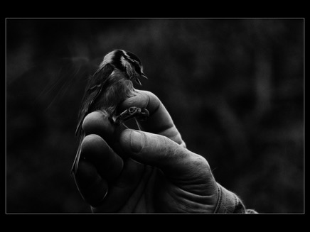 3free the bird 2.jpg