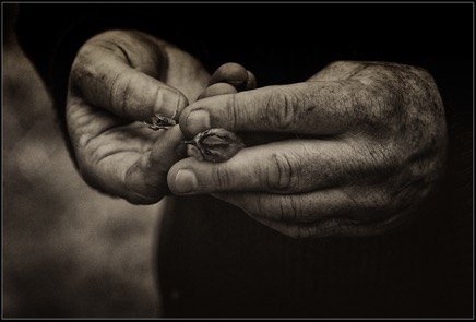 holding the goldcrestweb.jpg