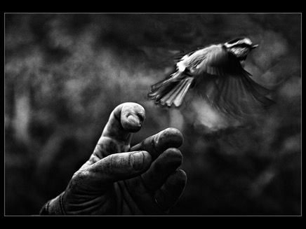 2Free the Bird650.jpg
