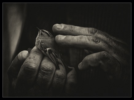 tipping-c-holding the bird 2.jpg