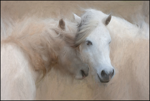 1400horses for website 8x5